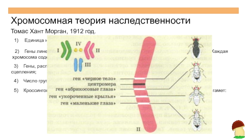 Презентация хромосомная теория наследственности 10 класс презентация