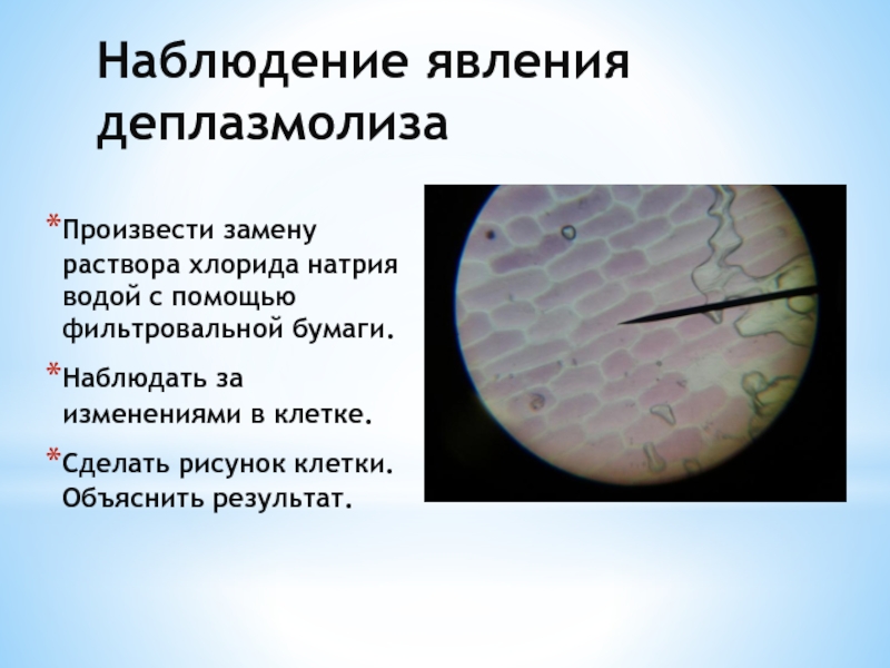 Явление плазмолиз. Наблюдение деплазмолиза в клетках. Плазмолиз эпидермиса луковицы в растворе сахарозы.