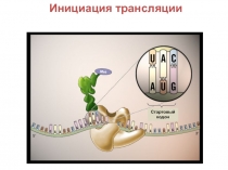 Инициация трансляции
Стартовый кодон