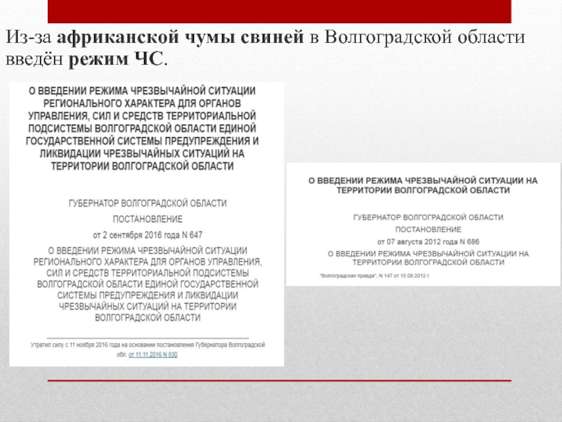 Чрезвычайные ситуации Волгоградской области Из-за африканской чумы свиней в Волгоградской области введён режим ЧС. Из-за африканской чумы свиней в Волгоградской области введён режим ЧС.