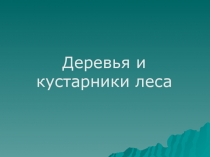 Деревья и кустарники леса