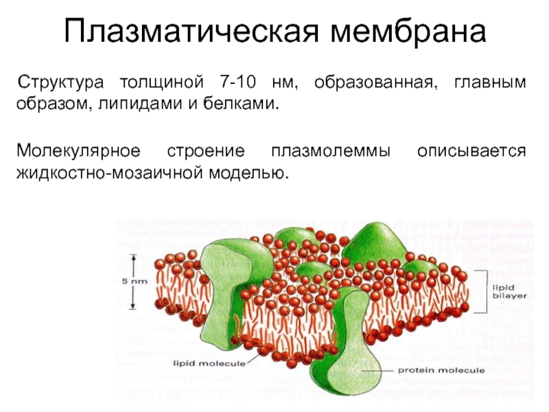 Общий план строения плазмолеммы