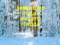 Зимующие птицы
нашего города