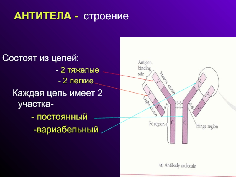 Микробиология антитела презентация