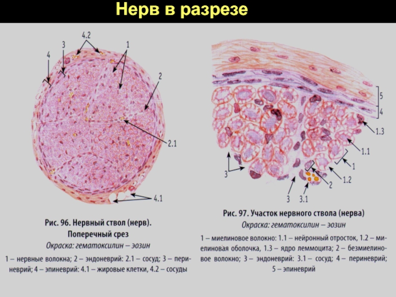 Нервная система гистология презентация