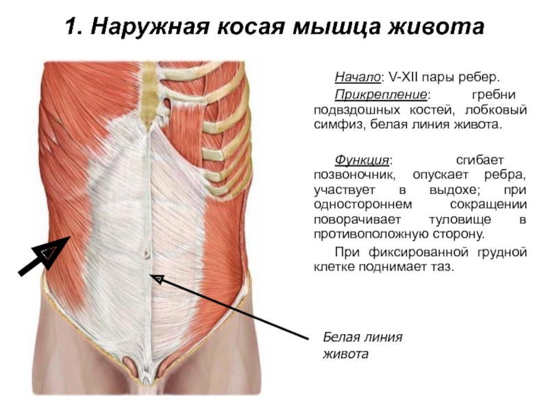 1. Наружная косая мышца животаНачало: V-XII пары ребер.Прикрепление: гребни подвздошных костей, лобковый симфиз, белая линия живота.Функция: сгибает