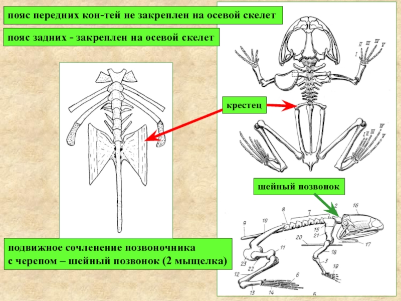 Пояс задних конечностей у земноводных. Осевой скелет позвоночных. Осевой скелет хордовых. Пояс передних конечностей у млекопитающих.