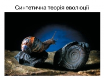 Синтетична теорія еволюції