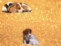 Мои любимые книги Холли Вебб