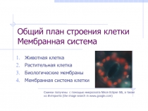 Общий план строения клетки Мембранная система
