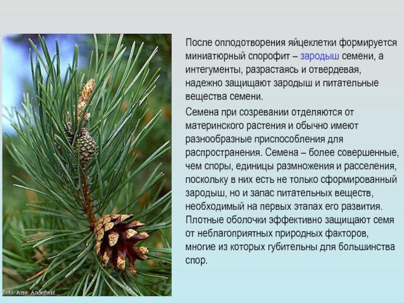 Отдел Голосеменные
Сосна обыкновенная
Гнетум
Гинкго
900igr.net После оплодотворения яйцеклетки формируется миниатюрный спорофит – зародыш семени, а интегументы, После оплодотворения яйцеклетки формируется миниатюрный спорофит – зародыш семени, а интегументы, разрастаясь и отвердевая, надежно защищают зародыш