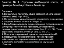 Занятие № 1. Строение амёбоидной клетки, на примере Amoeba proteus и Arcella