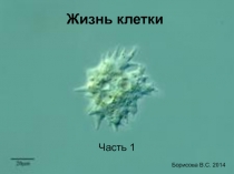 Жизнь клетки