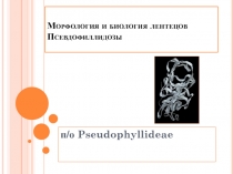 Морфология и биология лентецов Псевдофиллидозы