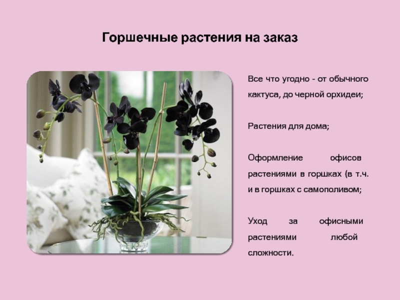 Forget me not Горшечные растения на заказВсе что угодно - от обычного кактуса, до Горшечные растения на заказВсе что угодно - от обычного кактуса, до черной орхидеи;Растения для дома;Оформление офисов растениями