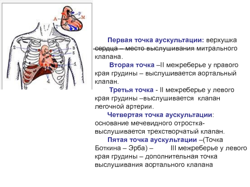 Верхушка сердца. 6 Межреберье сзади. Аускультация сердца точки выслушивания пропедевтика. Митральный клапан сердца выслушивается. Аускультация митрального клапана.