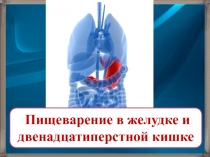 Пищеварение в желудке и двенадцатиперстной кишке