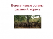 Вегетативные органы растений: корень
