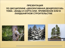 ТЕМА: ВИДЫ И СОРТА ЕЛИ. ПРИМЕНЕНИЕ ЕЛИ В ЛАНДШАФТНОМ СТРОИТЕЛЬСТВЕ