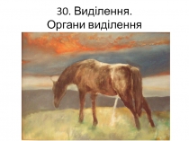 30. В иділення. Органи виділення