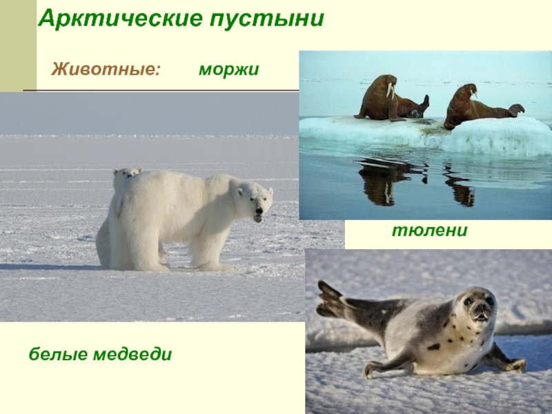 Белый медведь морж и тюлень природная зона. Арктические пустыни животные. Арктическая пустыня животные. Животный мир арктической пустыни. Животные арктической зоны.