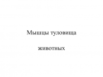 Мышцы туловища