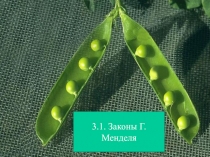 3.1. Законы Г.Менделя