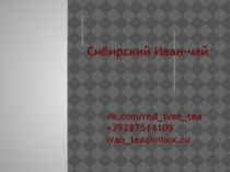 Сибирский Иван-чай