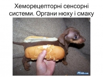 Хеморецепторні сенсорні системи. Органи нюху і смаку