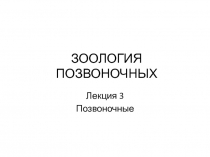 ЗООЛОГИЯ ПОЗВОНОЧНЫХ