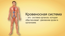 Кровеносная система
— это система органов, которая обеспечивает движение крови
