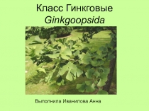 Класс Гинкговые Ginkgoopsida