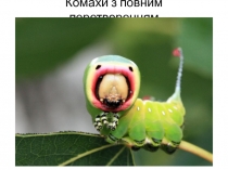 Комахи з повним перетворенням