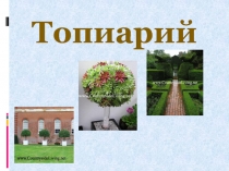 Топиарий