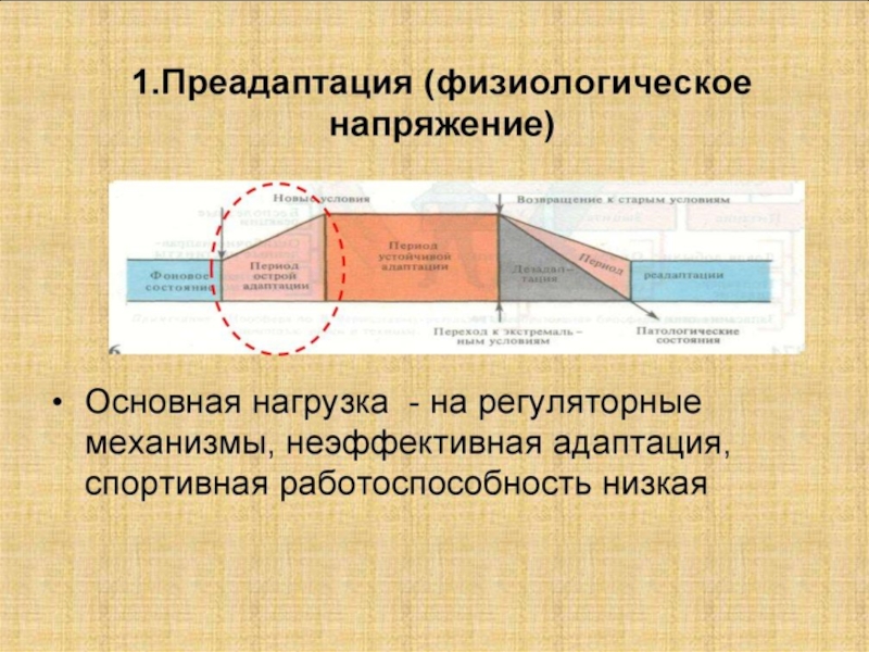 Адаптация мышечной системы к физическим нагрузкам презентация