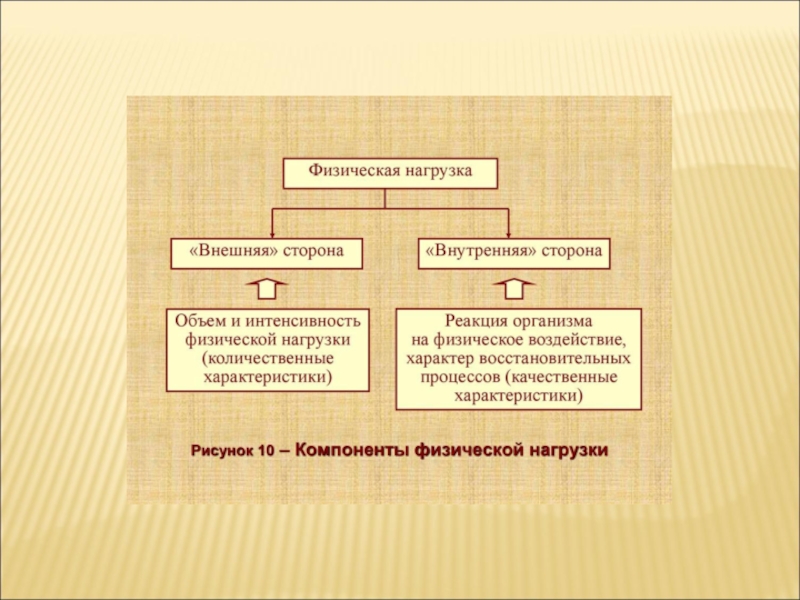 Процесс адаптации к физическим нагрузкам