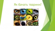 Як бачать тварини ?