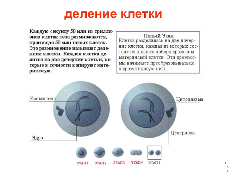 клетки деление клетки деление клетки