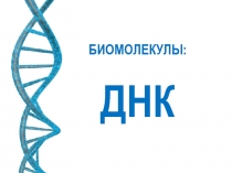 БИОМОЛЕКУЛЫ:
ДНК