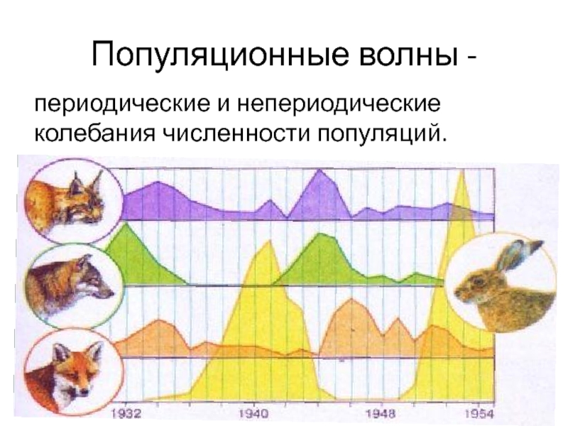 Колебания численности популяции презентация