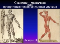 Скелетно – мышечная
или
проприоцептивная сенсорная система
Лекция 11