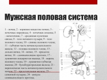 Мужская половая система