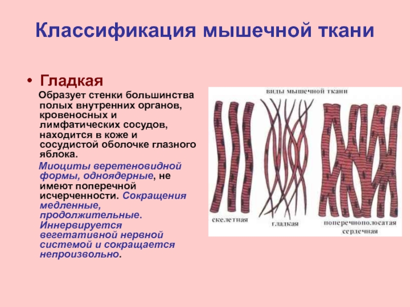 Ткани стенкам. Классификация гладкой мышечной ткани. Гладкая мышечная ткань образует. Гладкая мышечная ткань образует стенки внутренних органов. Гладкая мышечная ткань в сосудах.