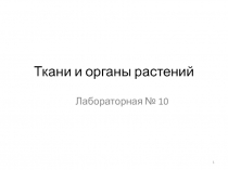 Ткани и органы растений