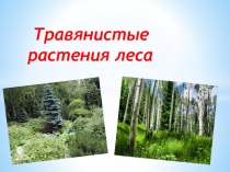 Травянистые растения леса