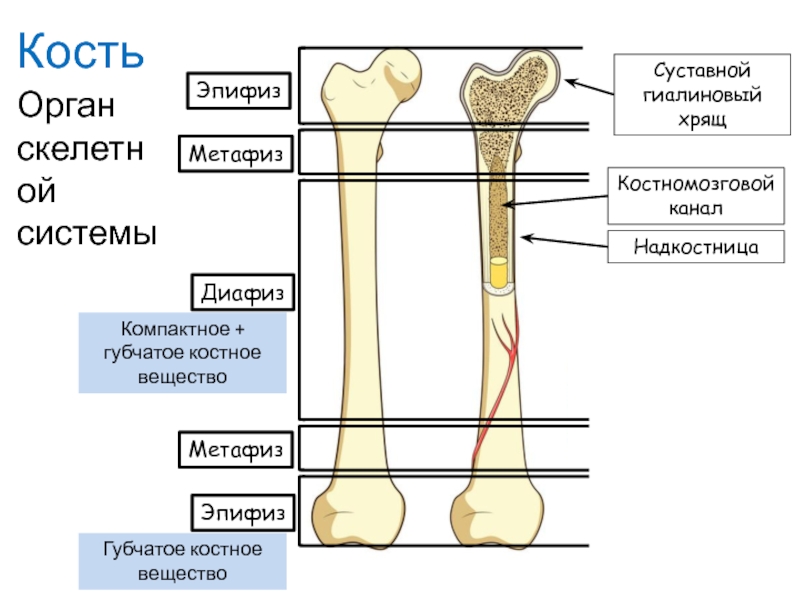 Схема длинной трубчатой кости взрослого человека и ребенка рентген