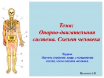Пименов А.В.
Задачи:
Изучить строение, виды и соединение костей, кости скелета