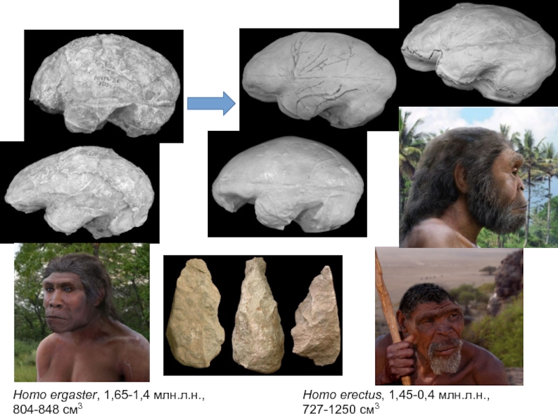 Homo locum ornat non hominem. Homo Erectus орудия.