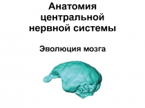 Анатомия центральной нервной системы Эволюция мозга