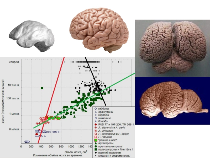 Объем мозга 700 1250. Эволюция мозга. Эволюция человека объем мозга. Эволюция мозга человека Дробышевский. ЦНС анатомия.